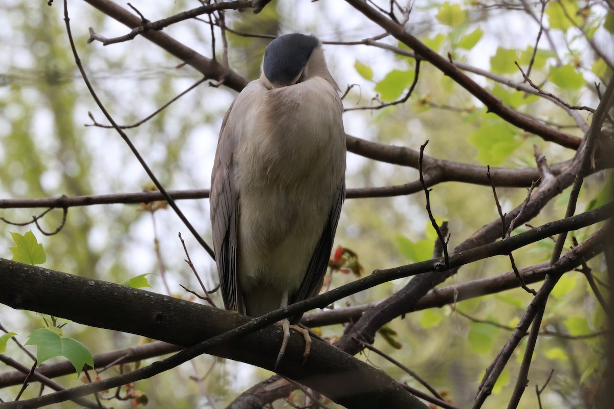 Black-crowned Night Heron - ML617719852