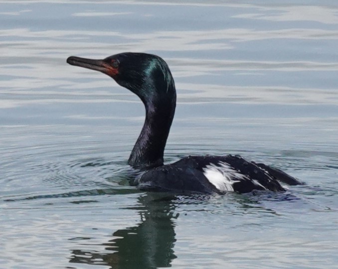 Cormoran pélagique - ML617719854