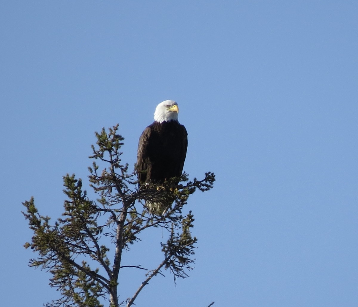 Bald Eagle - ML617719866