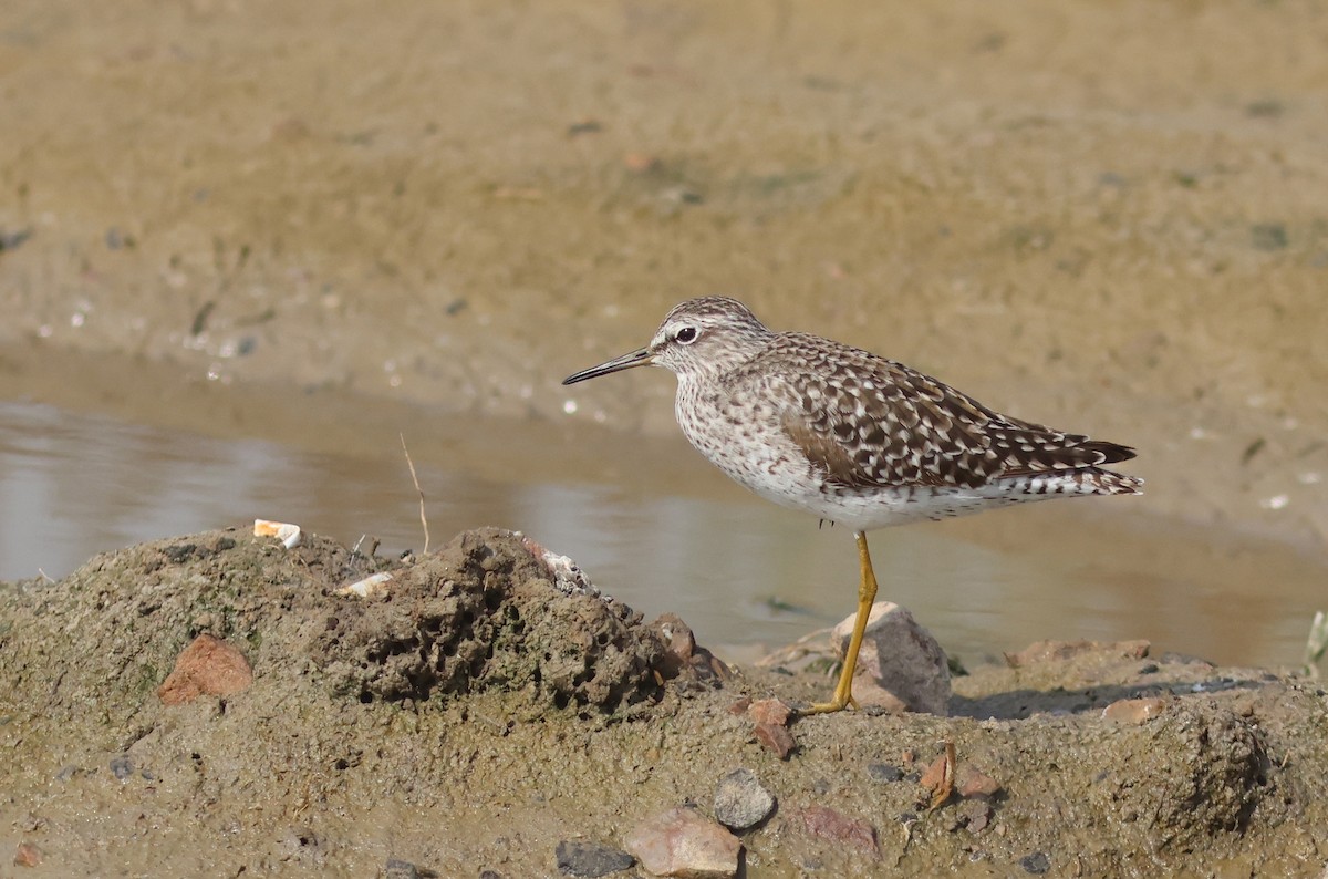 Wood Sandpiper - ML617719890