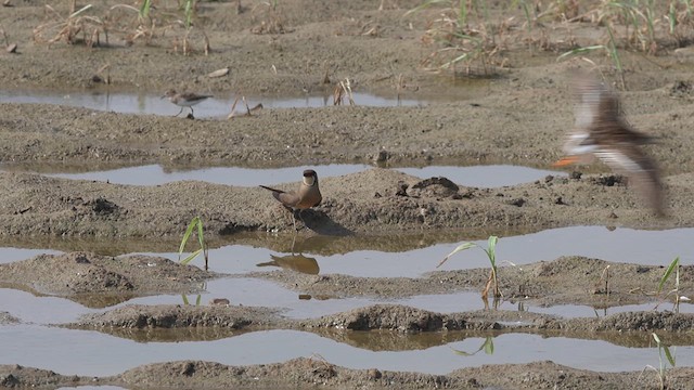 Oriental Pratincole - ML617719906