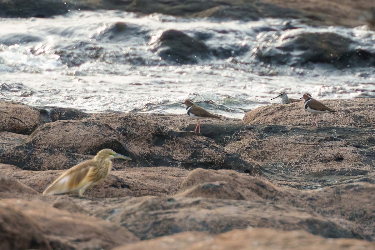 Forbes's Plover - ML617720006