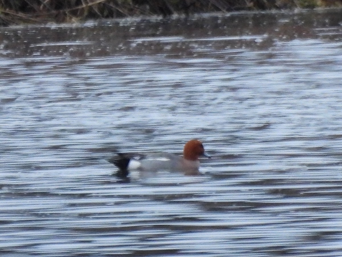 Eurasian Wigeon - ML617720074