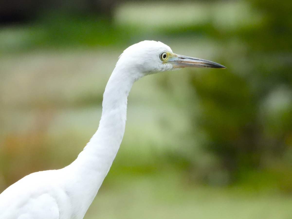 Little Blue Heron - ML617720084