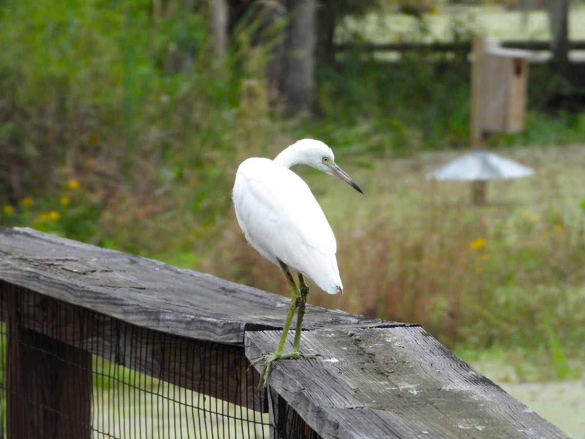 Little Blue Heron - Joe and Liz Dunkleman