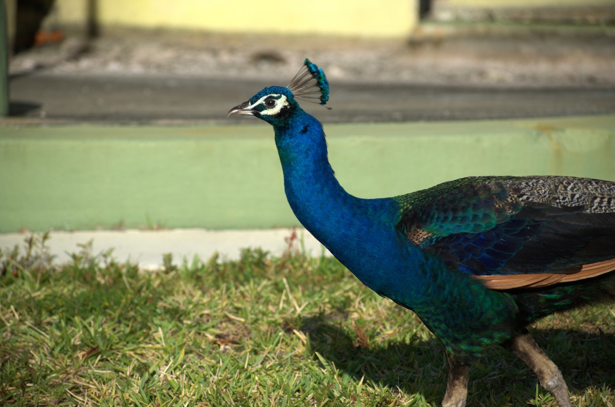 Indian Peafowl - ML617720103