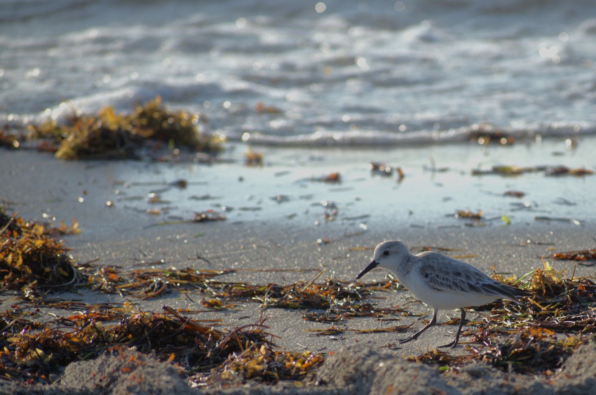 Sanderling - Adam McInerney