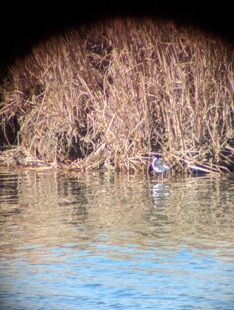 Black-necked Stilt - ML617720113