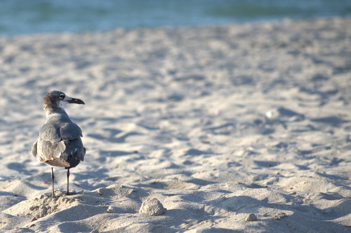 Laughing Gull - ML617720115