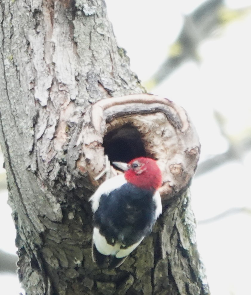 Red-headed Woodpecker - ML617720116