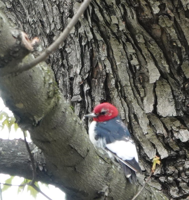 Red-headed Woodpecker - ML617720117