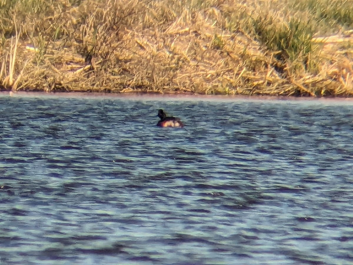 Eared Grebe - ML617720132