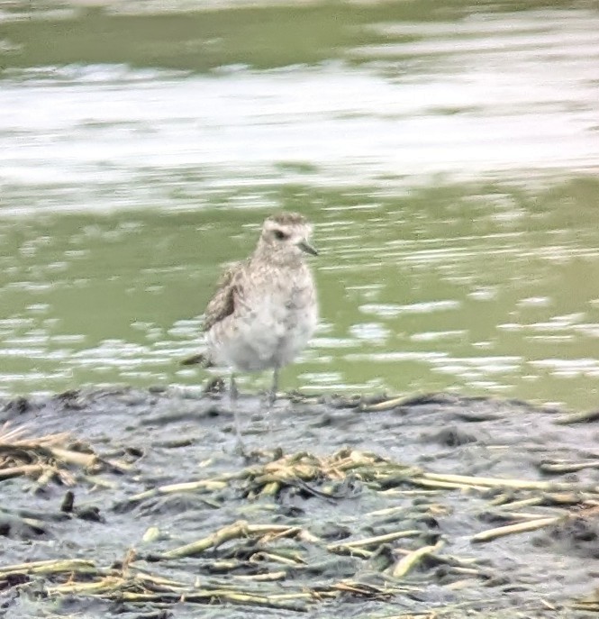 American Golden-Plover - ML617720170