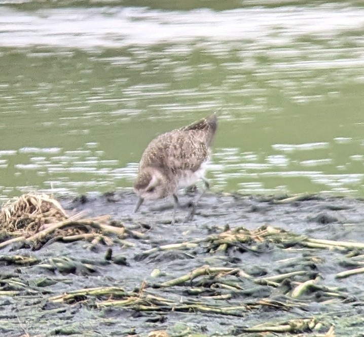 American Golden-Plover - ML617720171