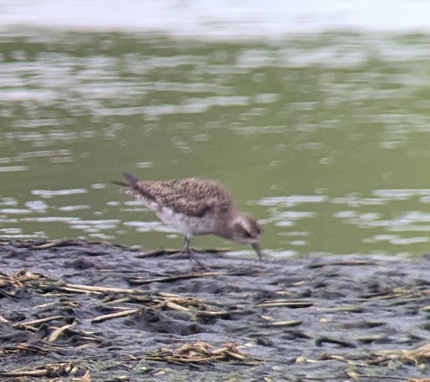 American Golden-Plover - ML617720172