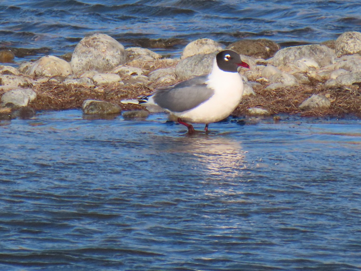 Franklin's Gull - ML617720173