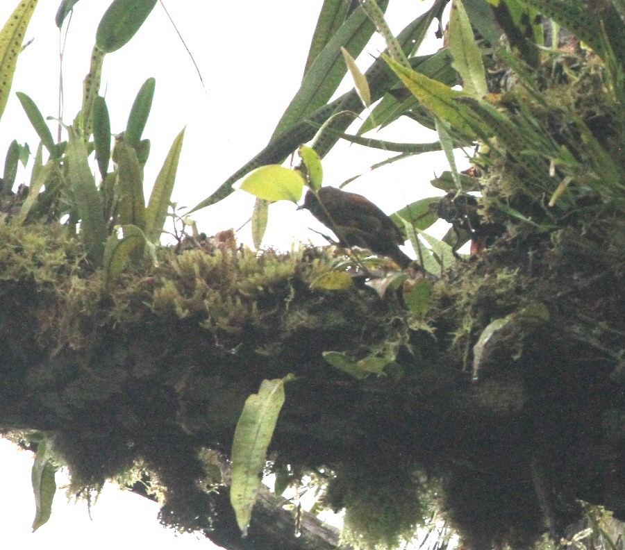 Dusky Spinetail - Gisèle Labonté