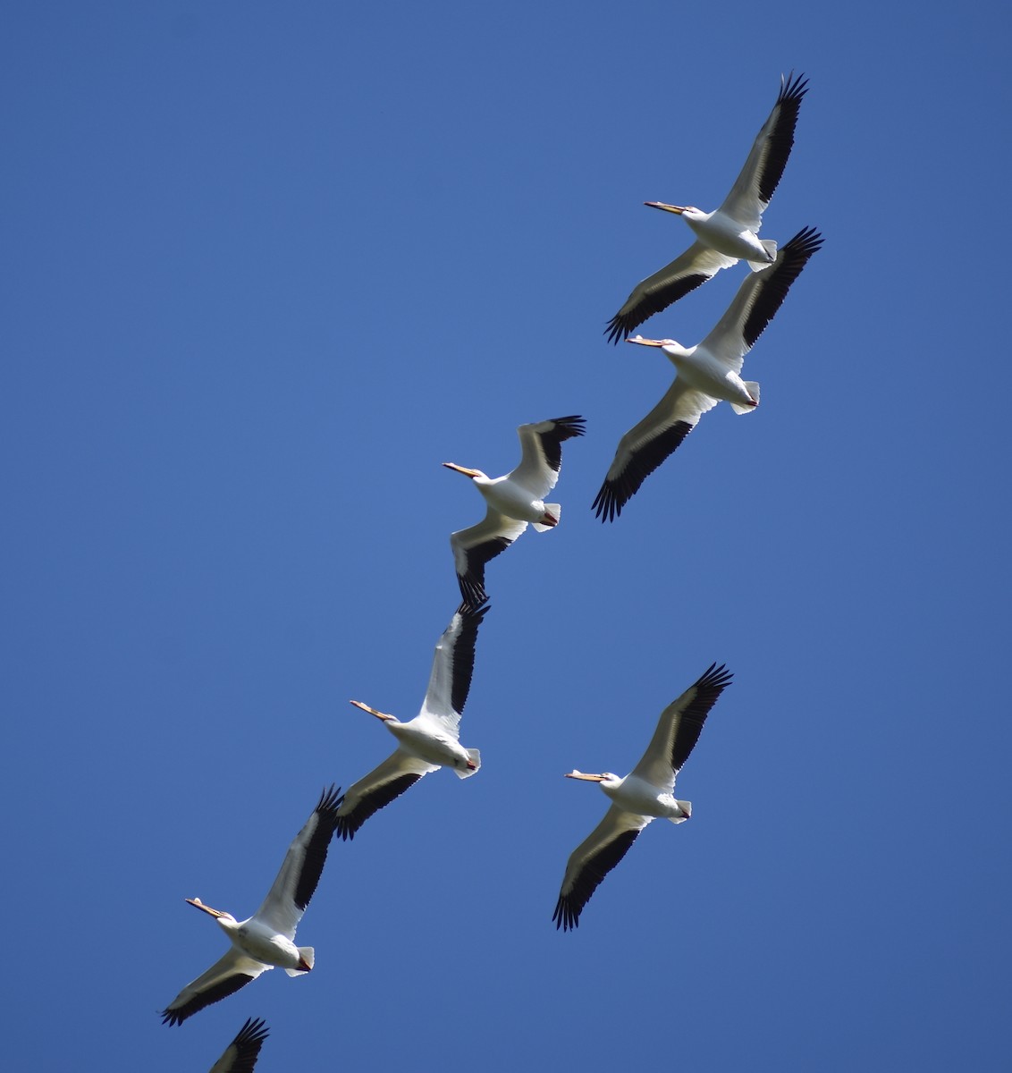 pelikán severoamerický - ML617720209