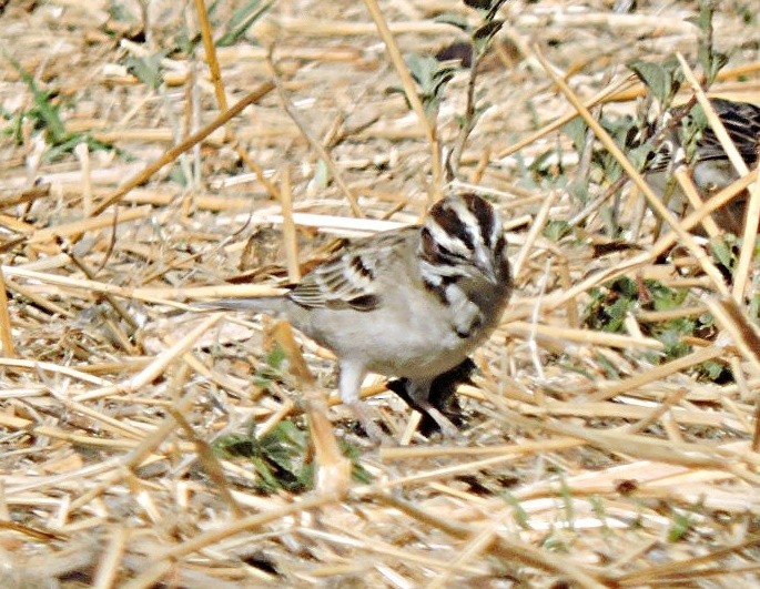 Lark Sparrow - ML617720298