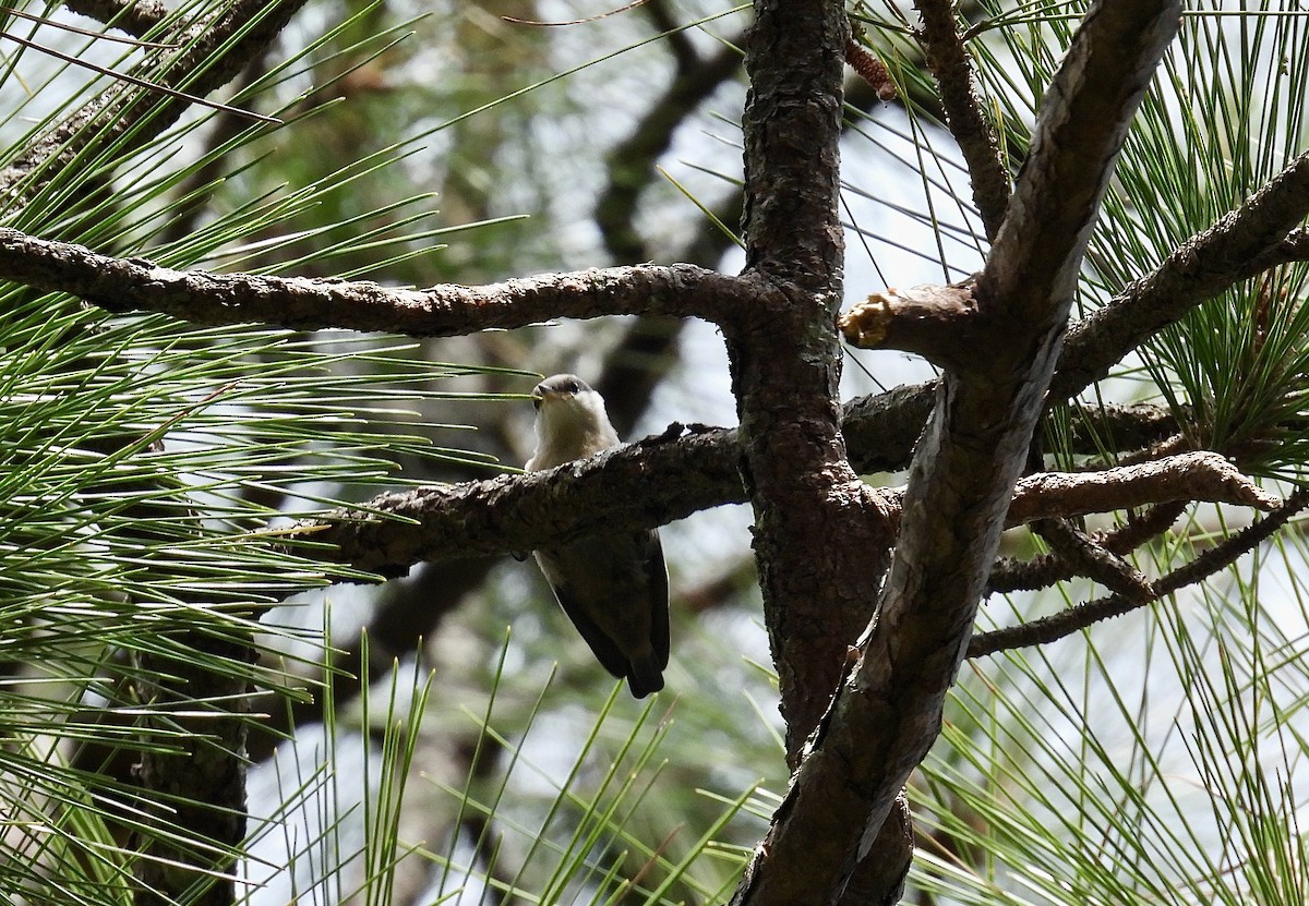 Brown-headed Nuthatch - ML617720308