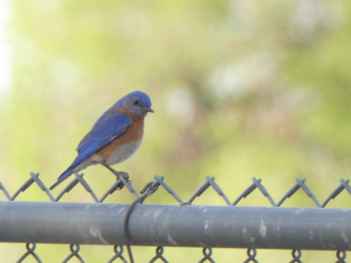 Eastern x Western Bluebird (hybrid) - Christopher Rustay