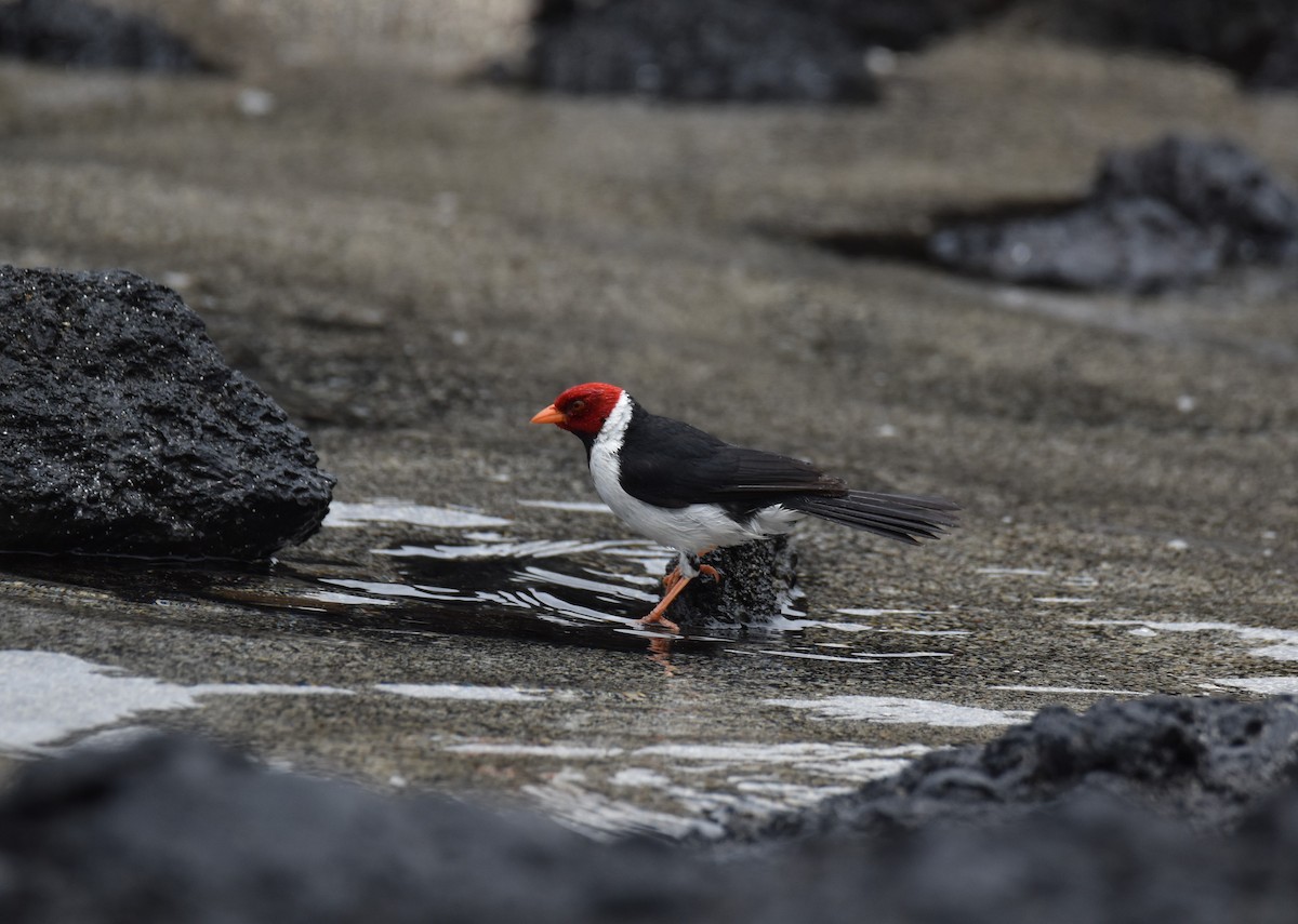 Yellow-billed Cardinal - ML617720380