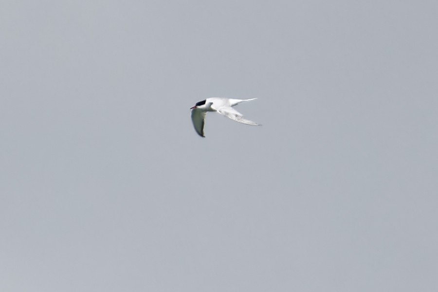 Common Tern - Marco Lenck