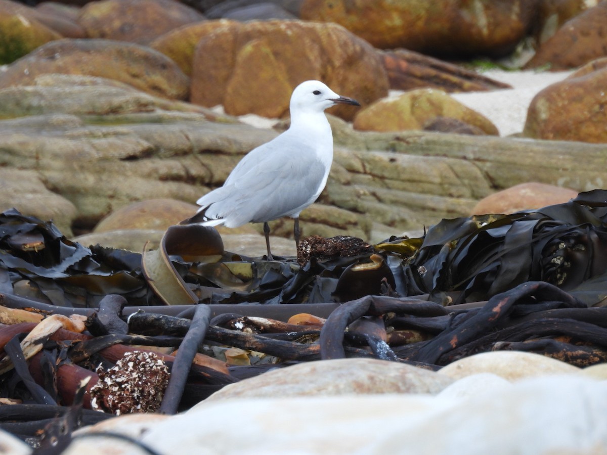 Hartlaub's Gull - Timothy Kasper