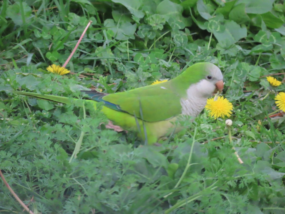 Perriche veuve - ML617720431