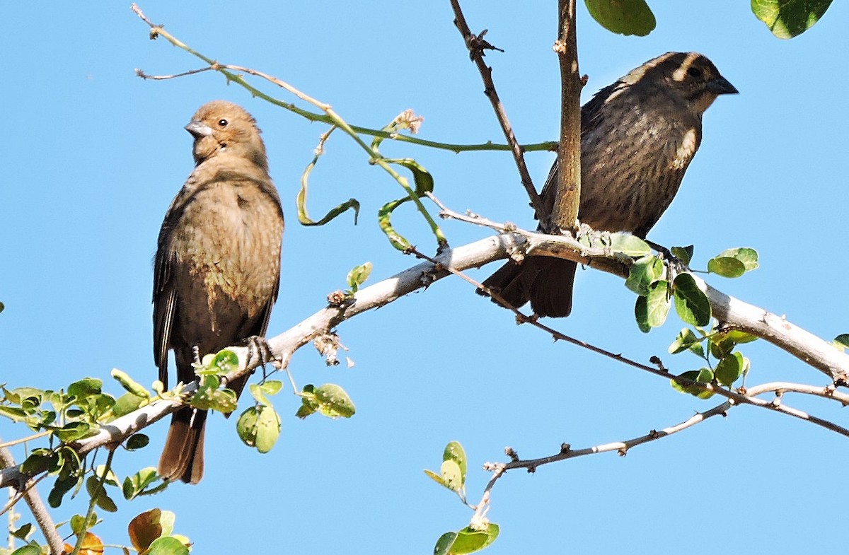 Brown-headed Cowbird - ML617720463