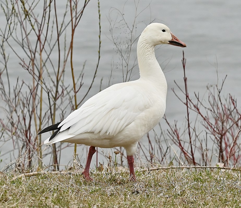 Snow Goose - ML617720481