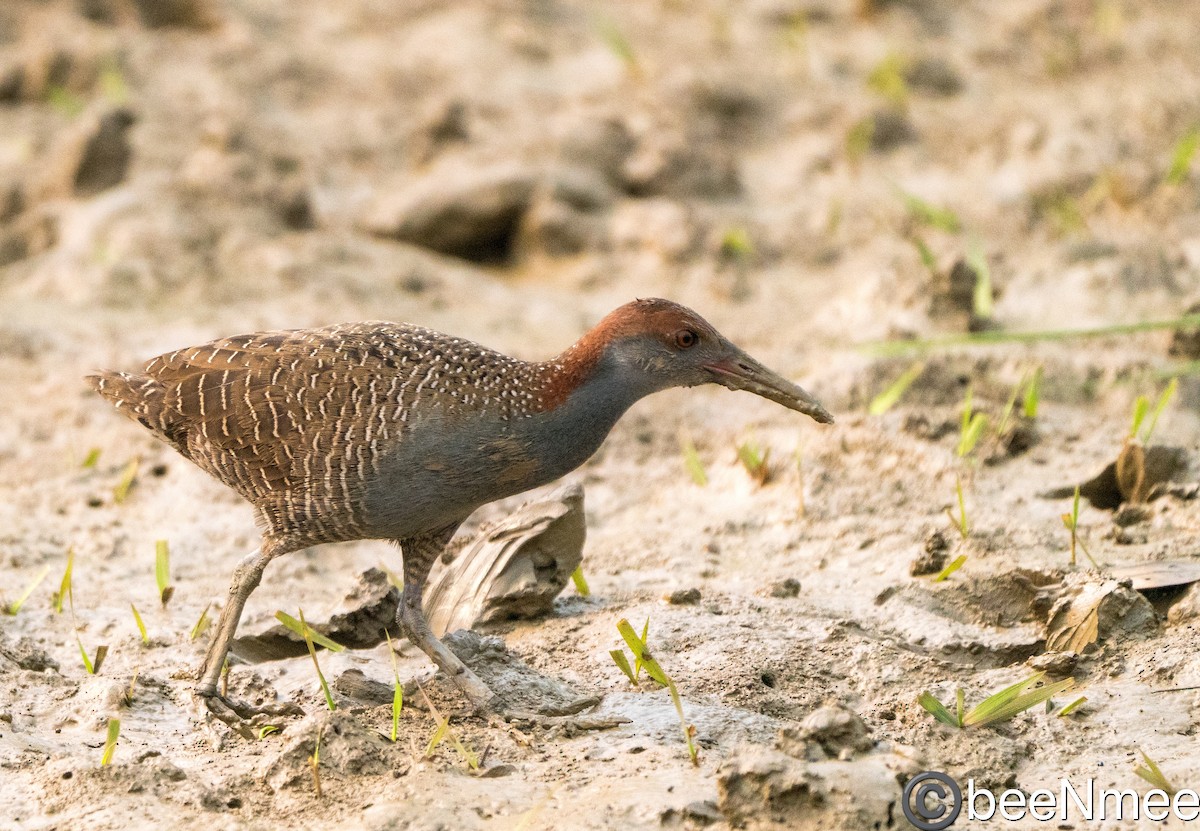 Slaty-breasted Rail - Bismoy Pati