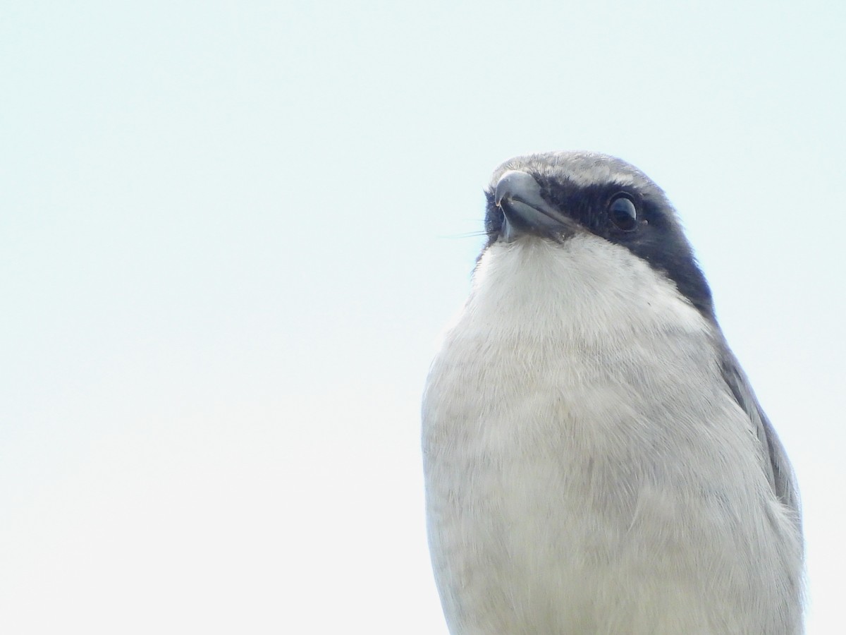 Loggerhead Shrike - ML617720493