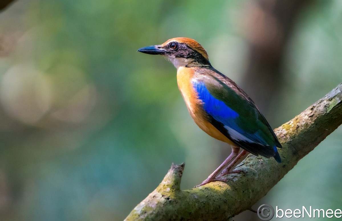 Mangrove Pitta - Bismoy Pati