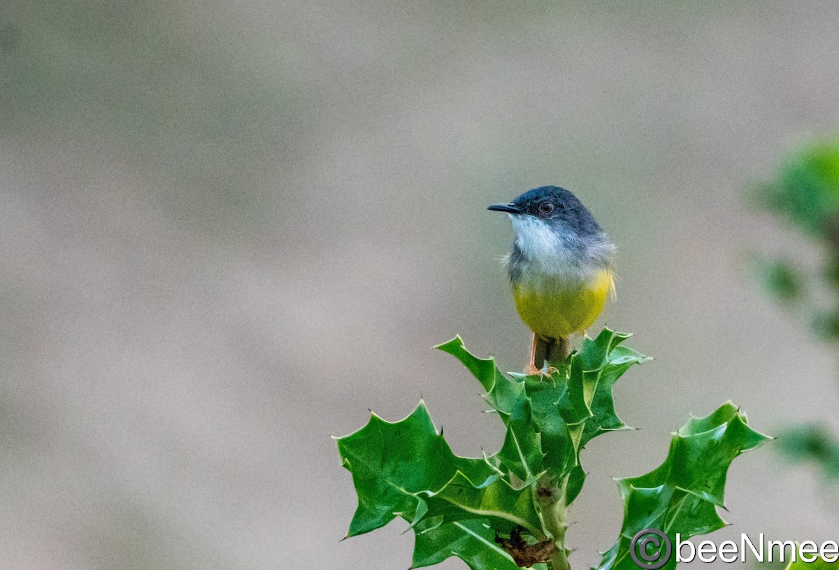 Prinia Ventriamarilla - ML617720582