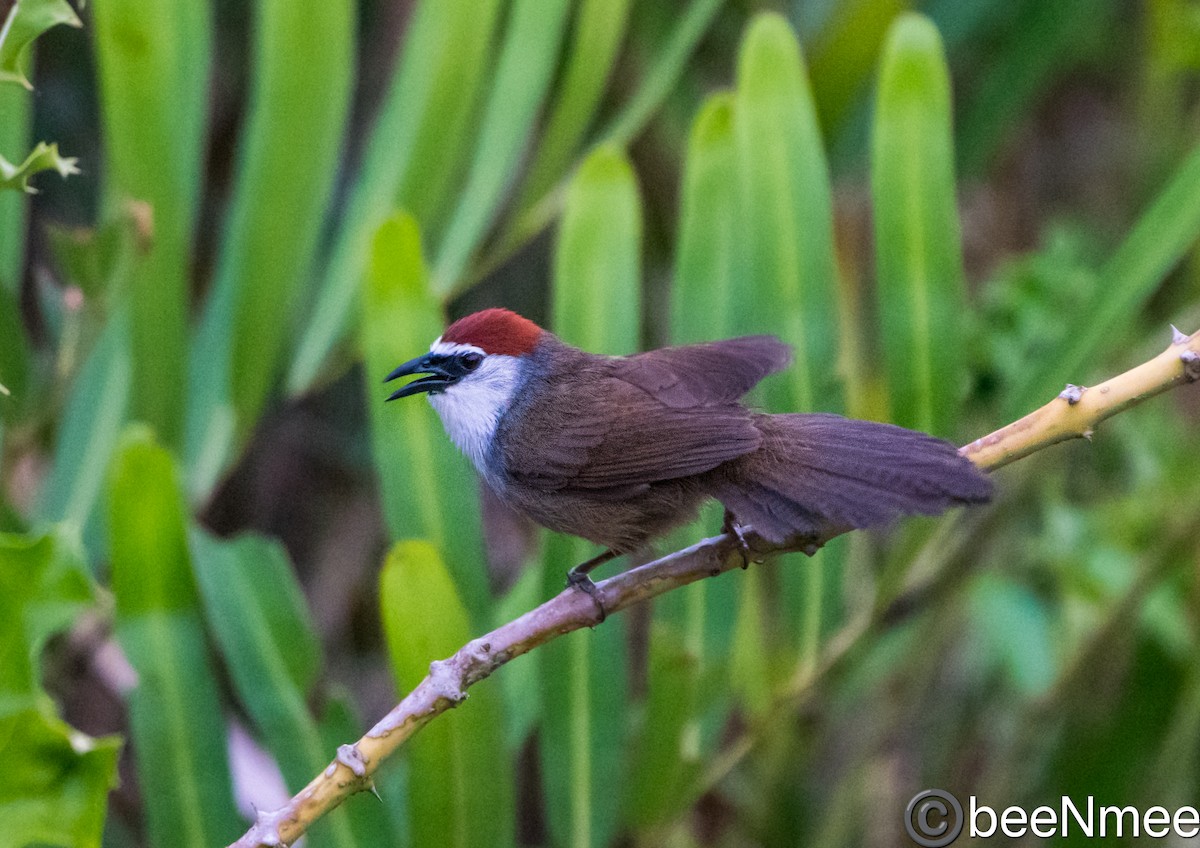 Chestnut-capped Babbler - ML617720592