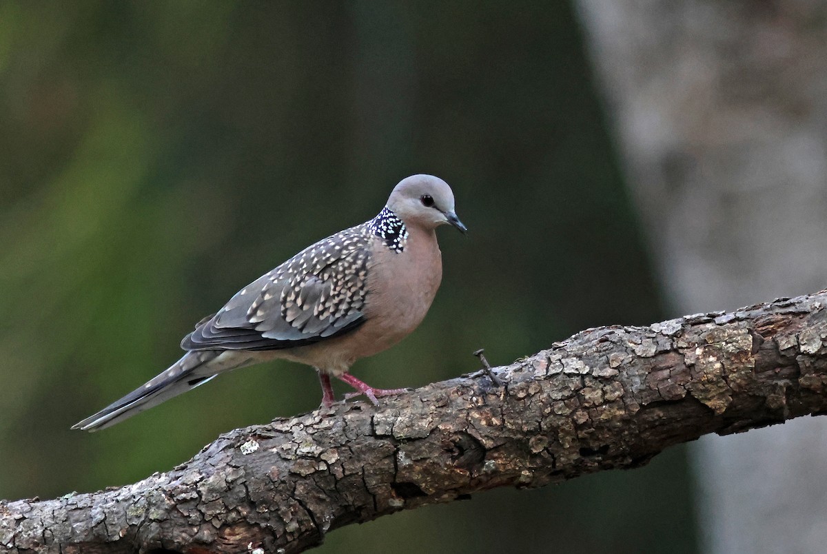 Spotted Dove - ML617720601