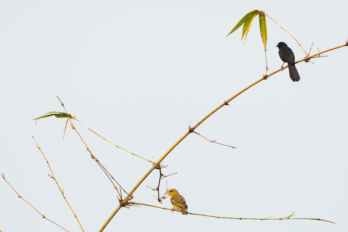 Northern Black-Flycatcher - ML617720669