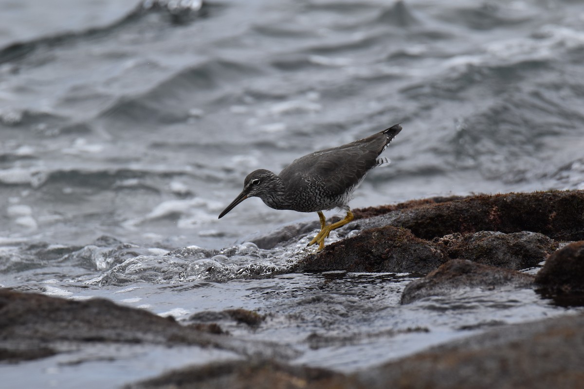 Wandering Tattler - ML617720718