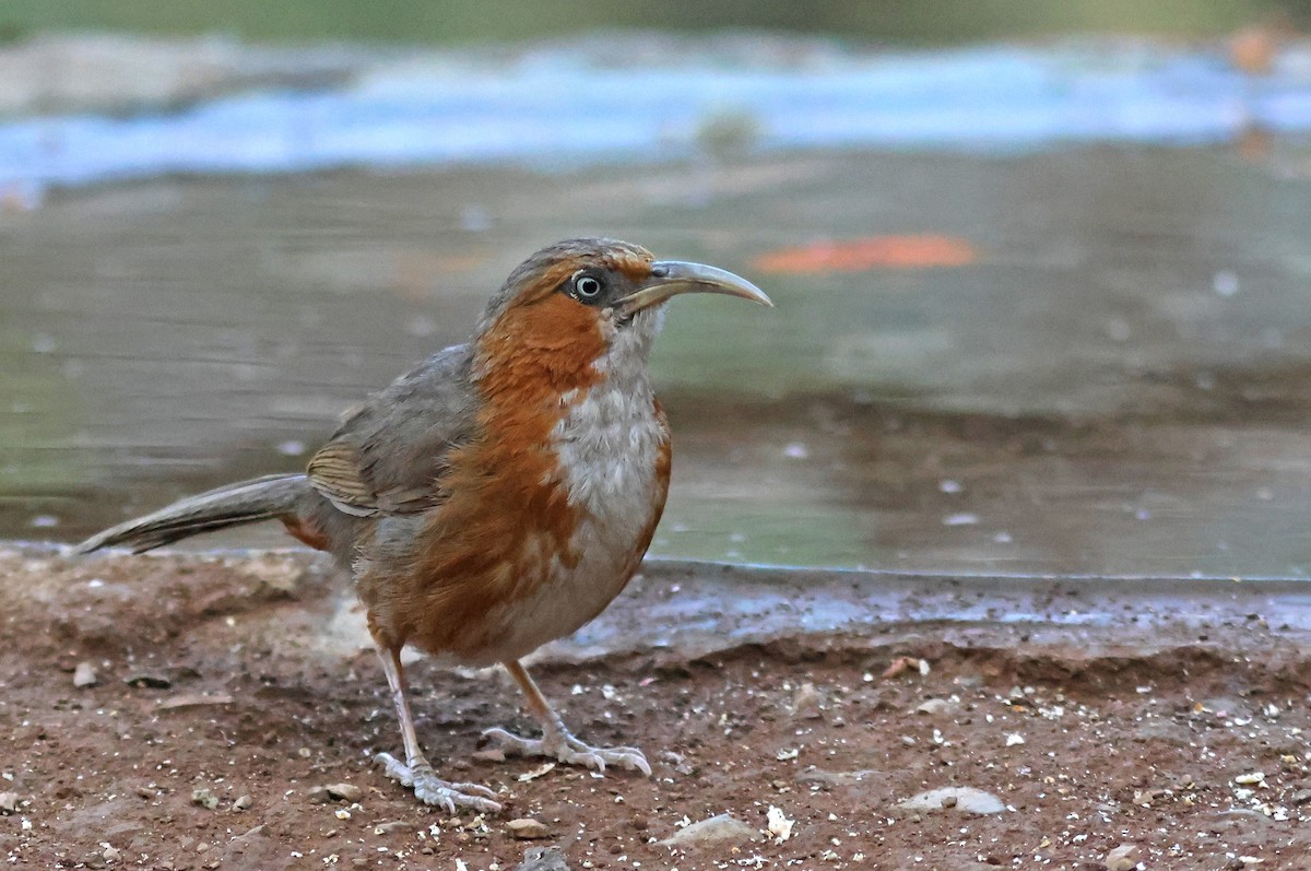 Rusty-cheeked Scimitar-Babbler - PANKAJ GUPTA