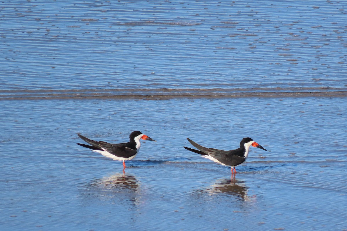 Black Skimmer - ML617720775