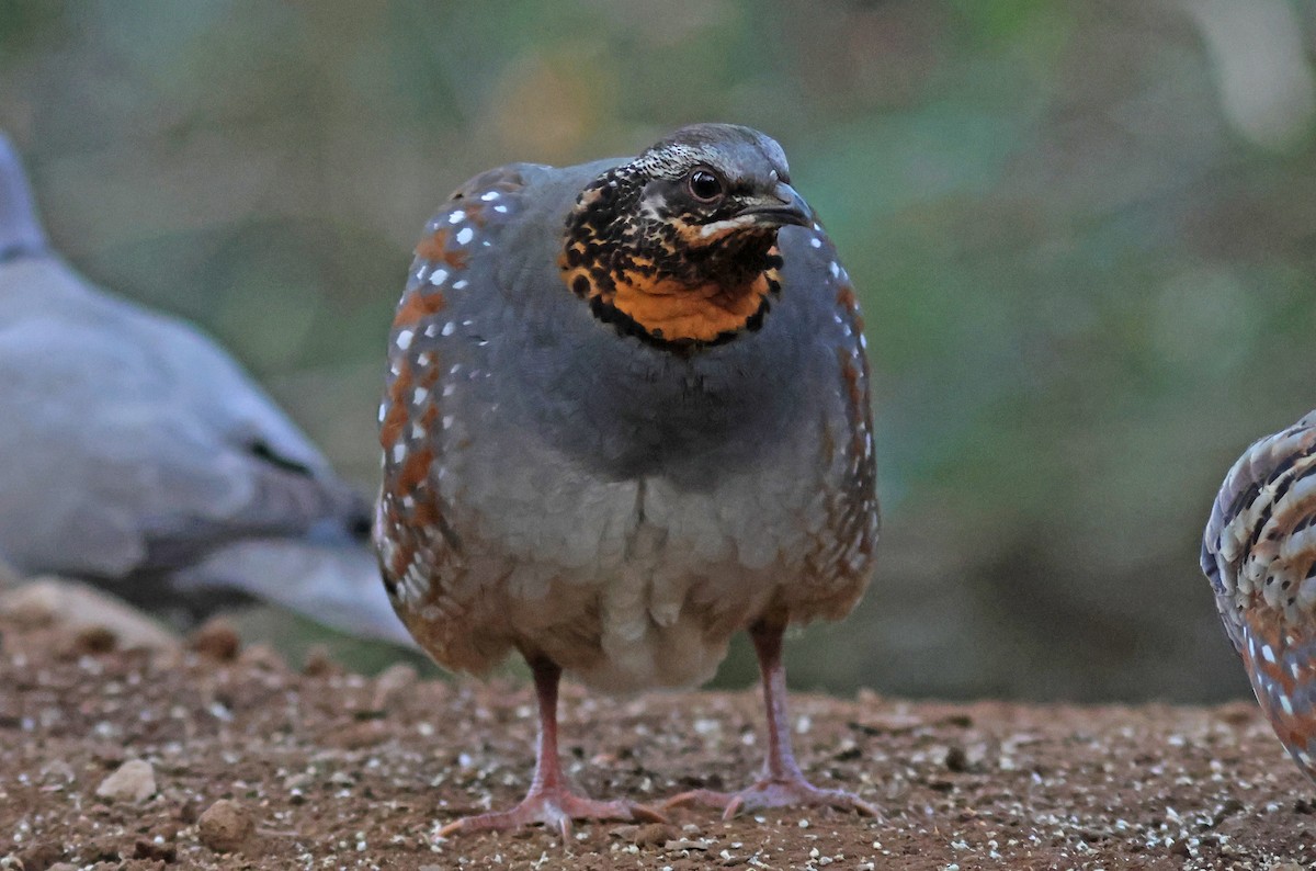 Rufous-throated Partridge - PANKAJ GUPTA