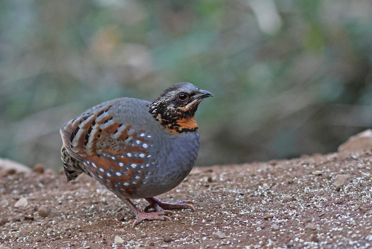 Rufous-throated Partridge - PANKAJ GUPTA