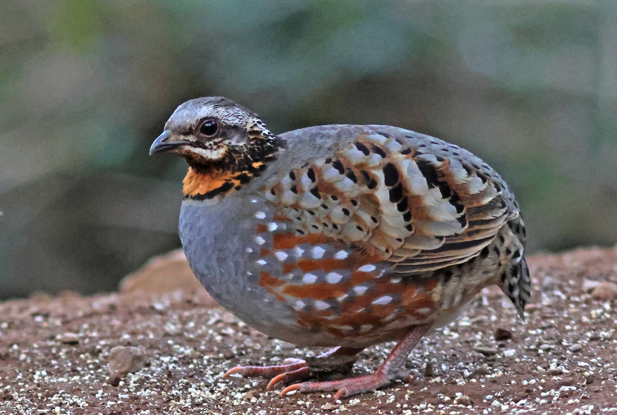 Rufous-throated Partridge - PANKAJ GUPTA