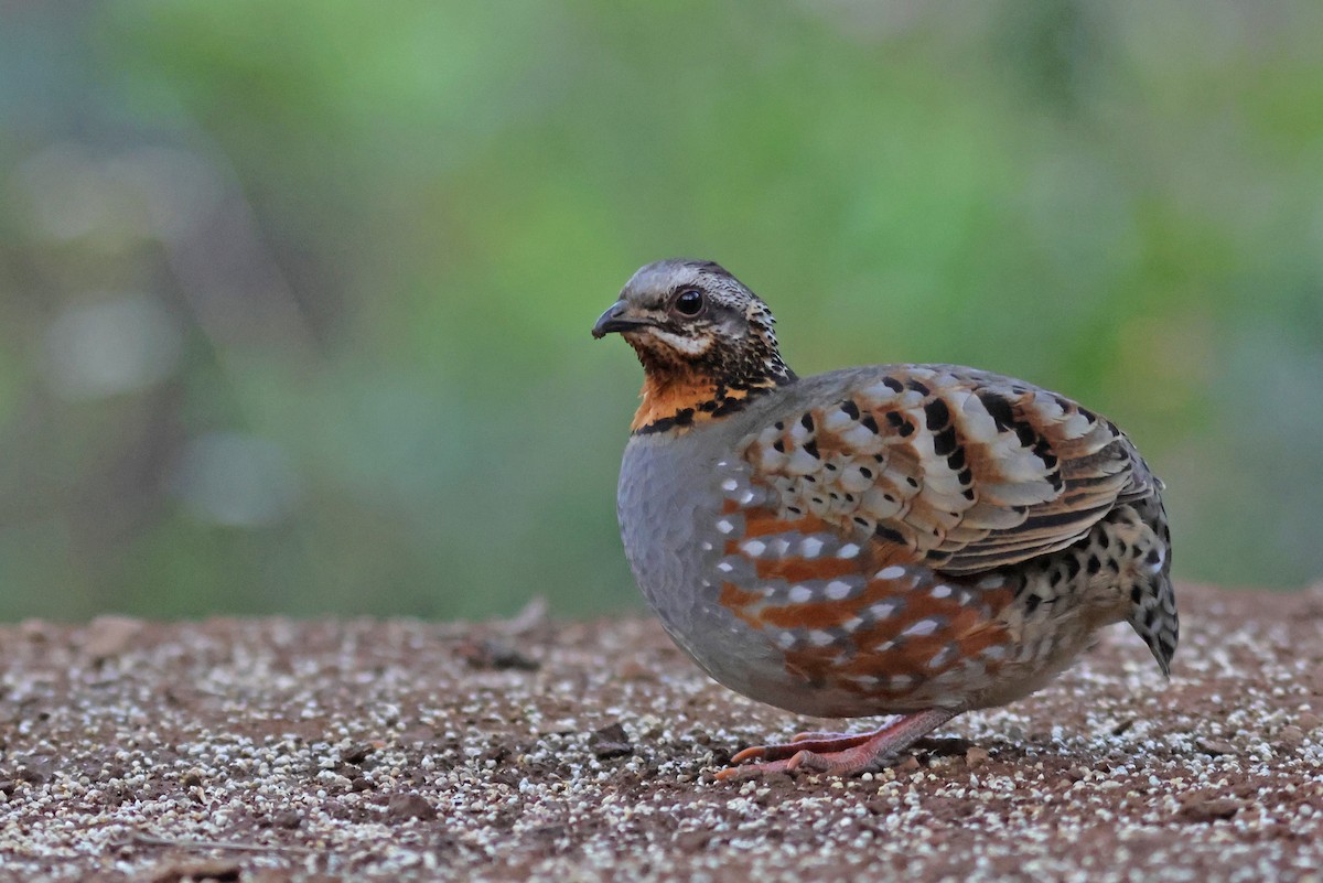 Rufous-throated Partridge - PANKAJ GUPTA