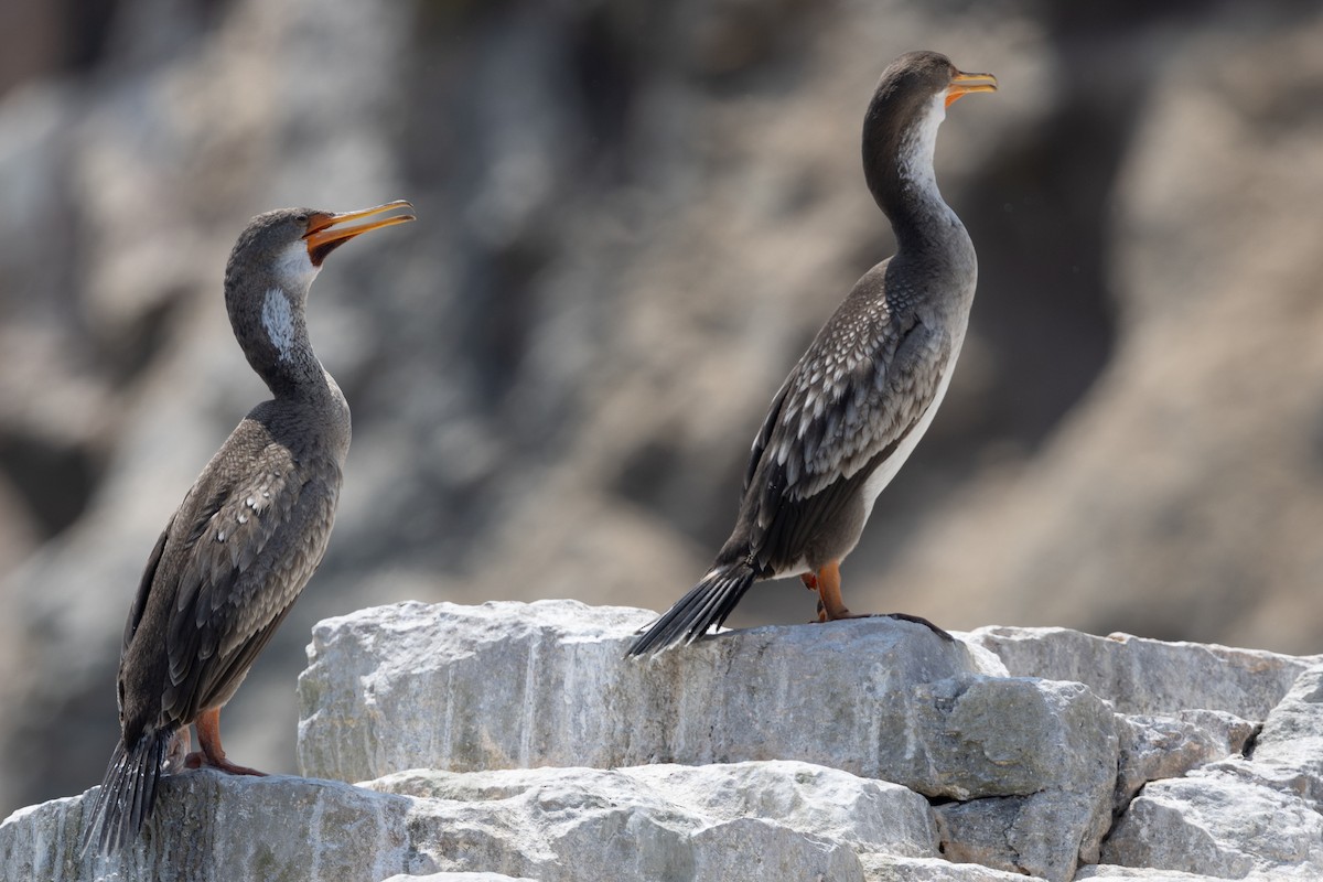 Red-legged Cormorant - Beatrix Pond