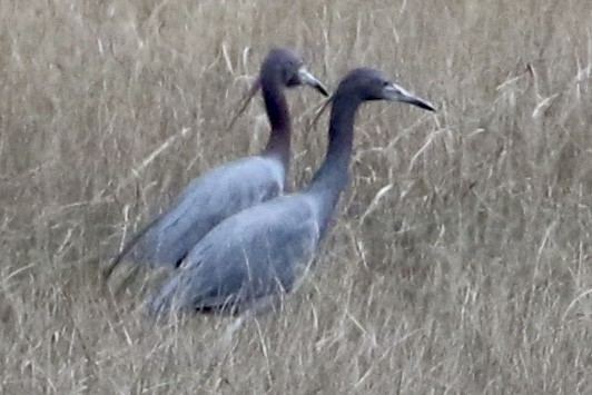 Little Blue Heron - ML617720823