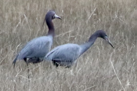 Little Blue Heron - ML617720824