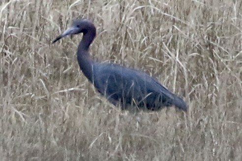 Little Blue Heron - ML617720825