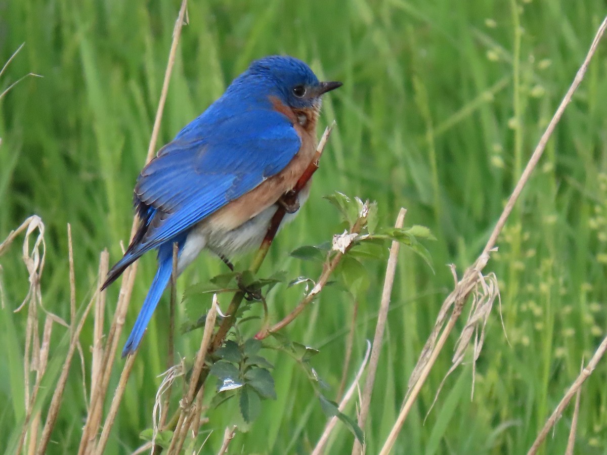 Eastern Bluebird - Rick Robinson